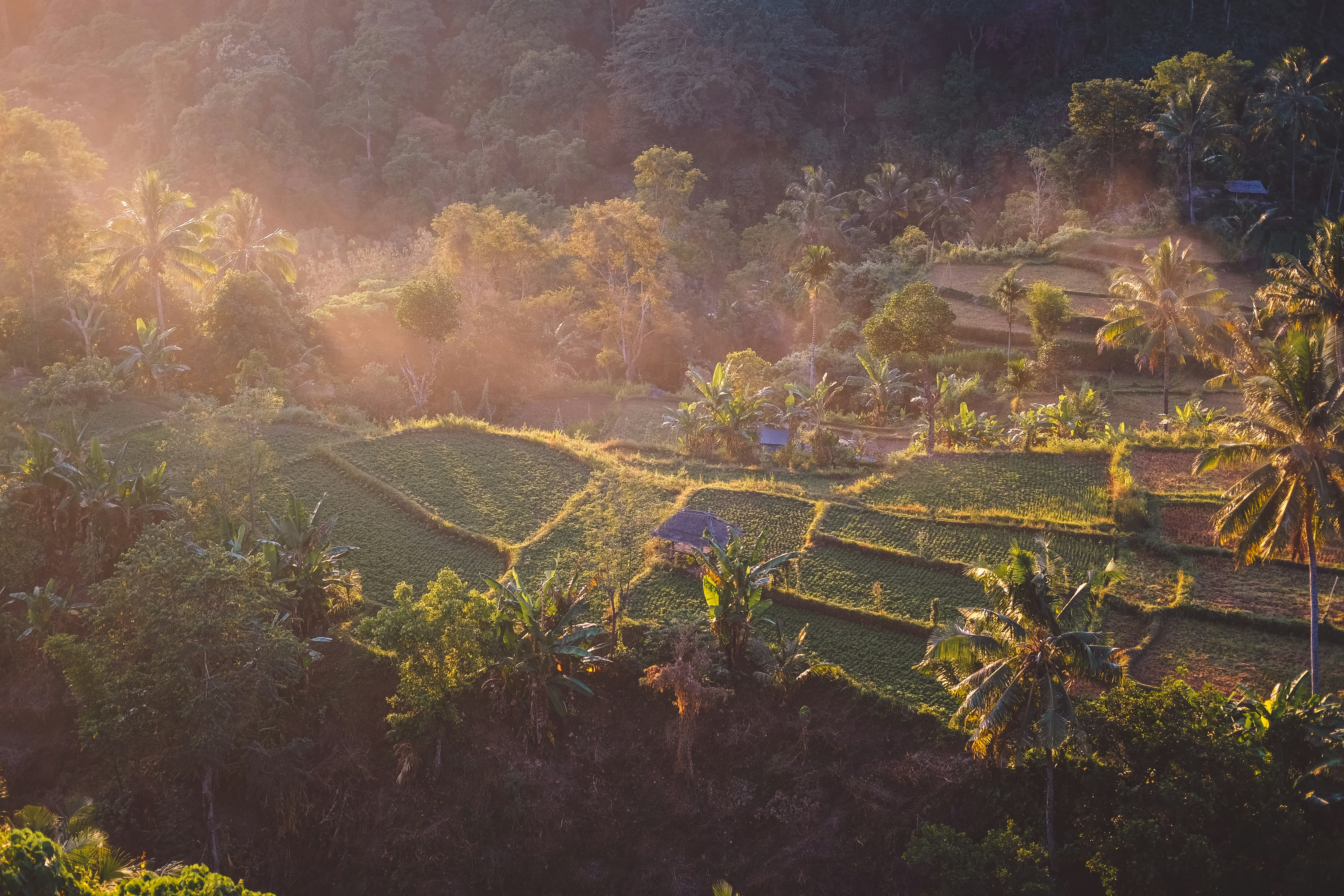 aerial view photography of rice terraces